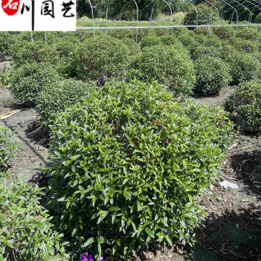 四川巴西野牡丹球批发花期长爆花多易存活基地自产自销