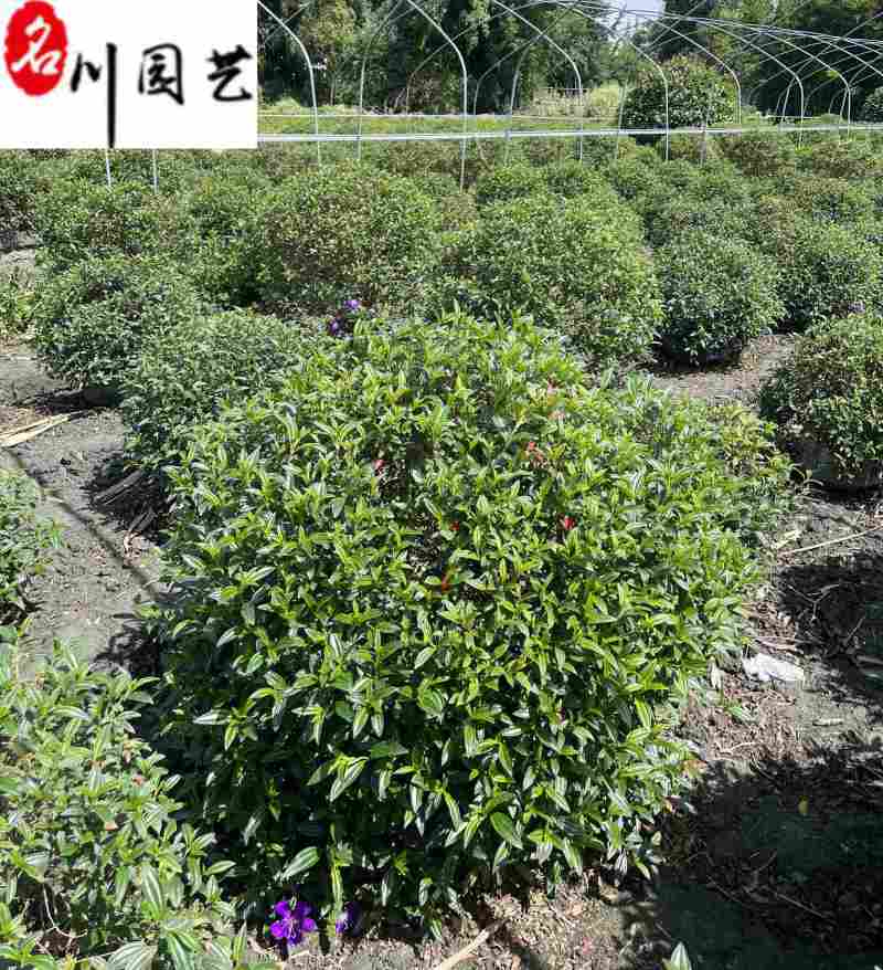 四川巴西野牡丹球批发花期长爆花多易存活基地自产自销