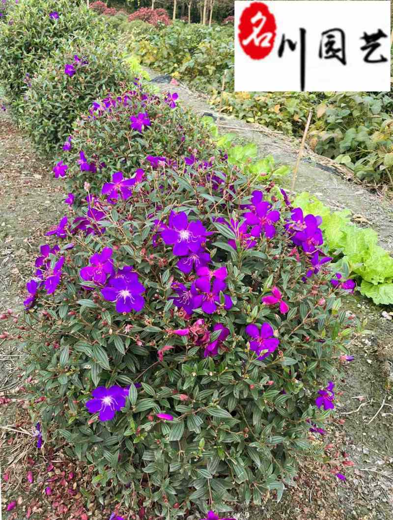四川巴西野牡丹球批发花期长爆花多易存活基地自产自销