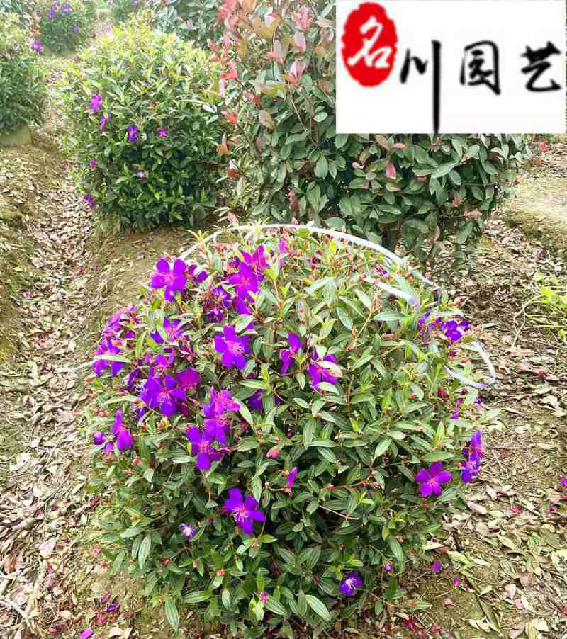 四川巴西野牡丹球批发花期长爆花多易存活基地自产自销