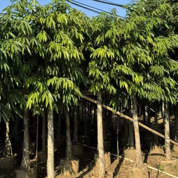各规格柳叶榕长叶榕基地大量出售
