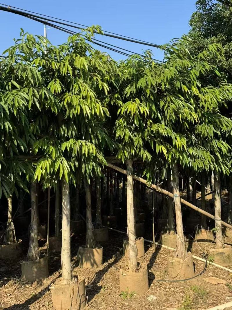 各规格柳叶榕长叶榕基地大量出售