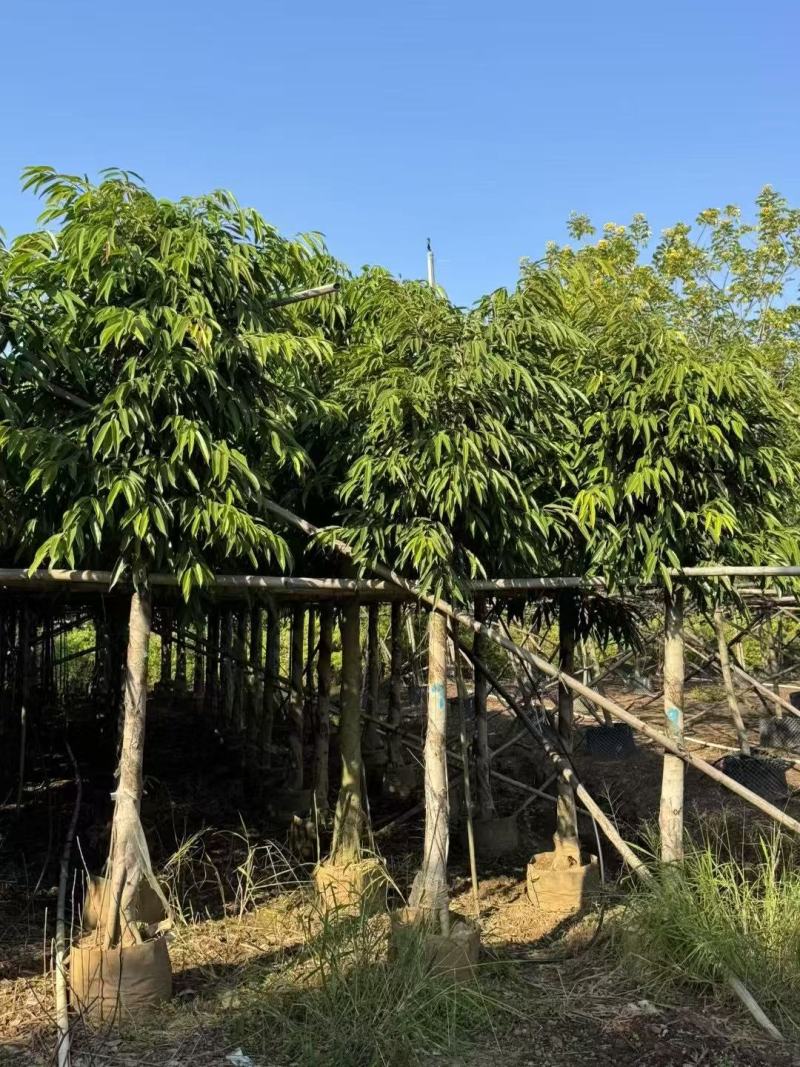 各规格柳叶榕长叶榕基地大量出售