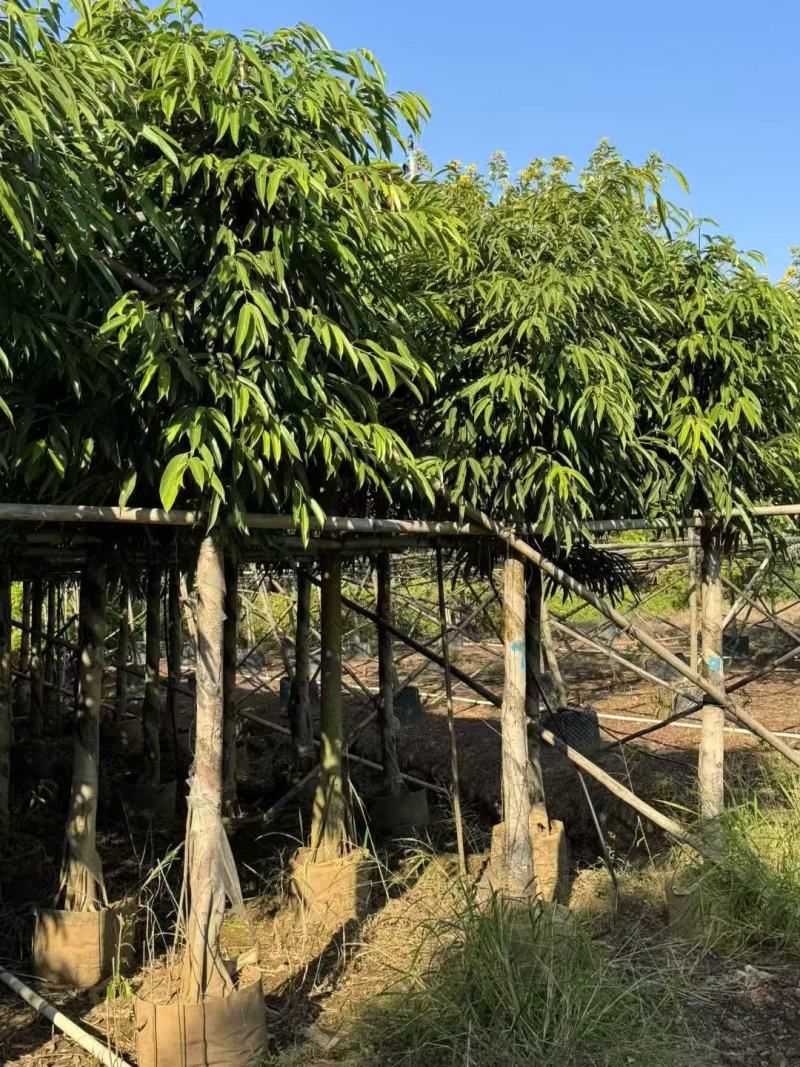 各规格柳叶榕长叶榕基地大量出售