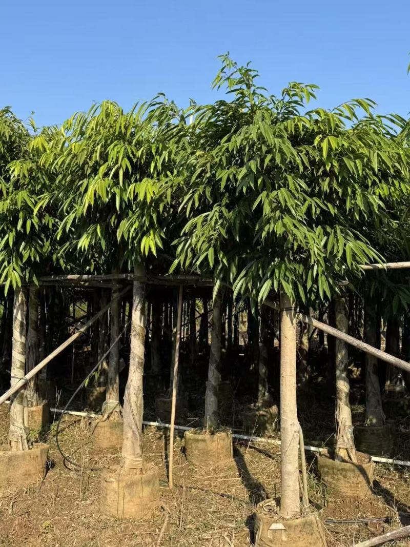 各规格柳叶榕长叶榕基地大量出售