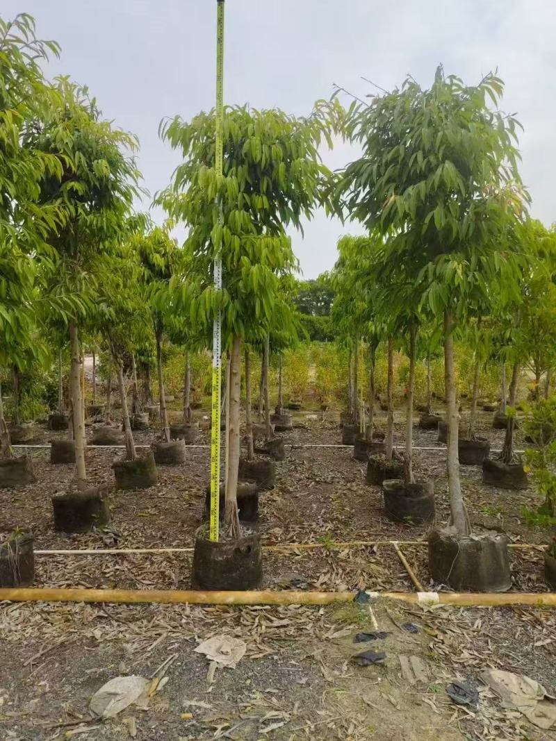 各规格柳叶榕长叶榕基地大量出售