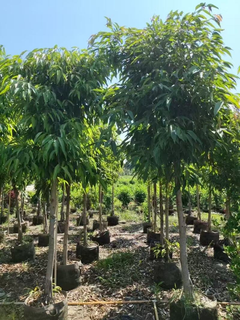各规格柳叶榕长叶榕基地大量出售