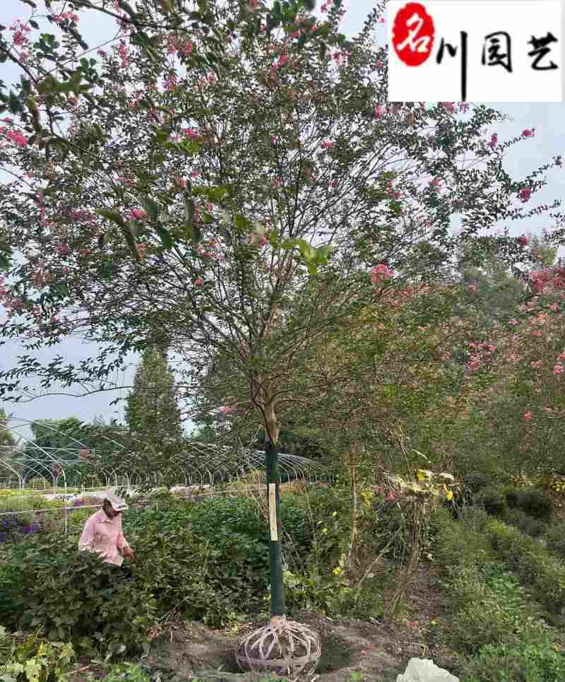 藤田处理10-11公分紫薇树处理紫薇降价甩卖先到先