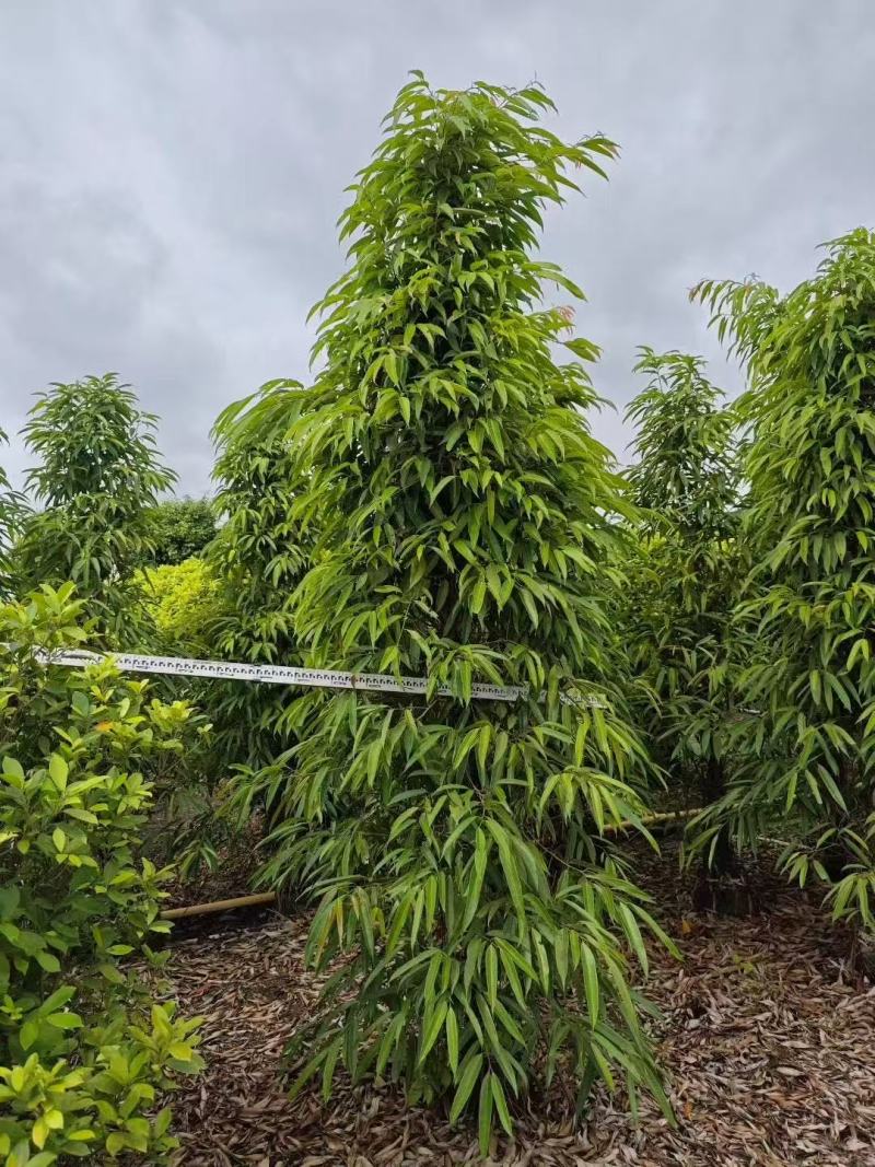 各规格柳叶榕长叶榕基地大量出售