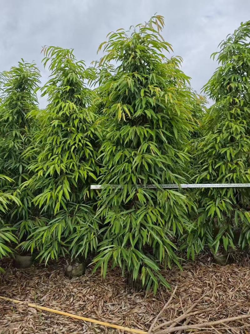 各规格柳叶榕长叶榕基地大量出售