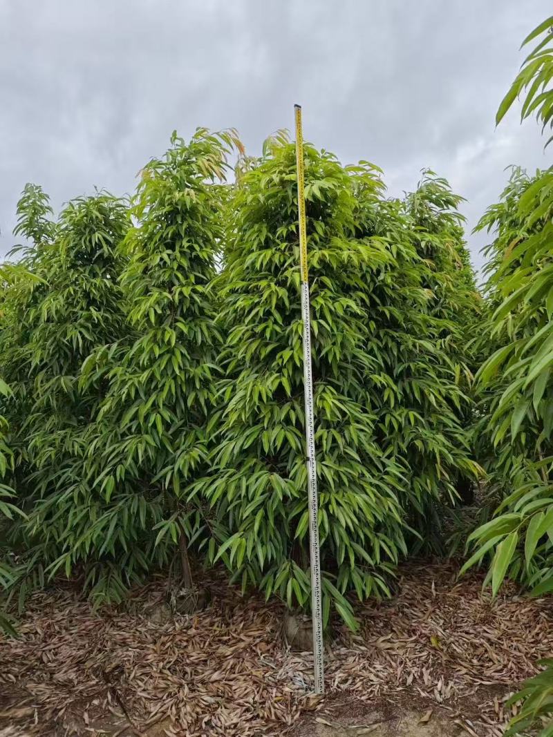 各规格柳叶榕长叶榕基地大量出售