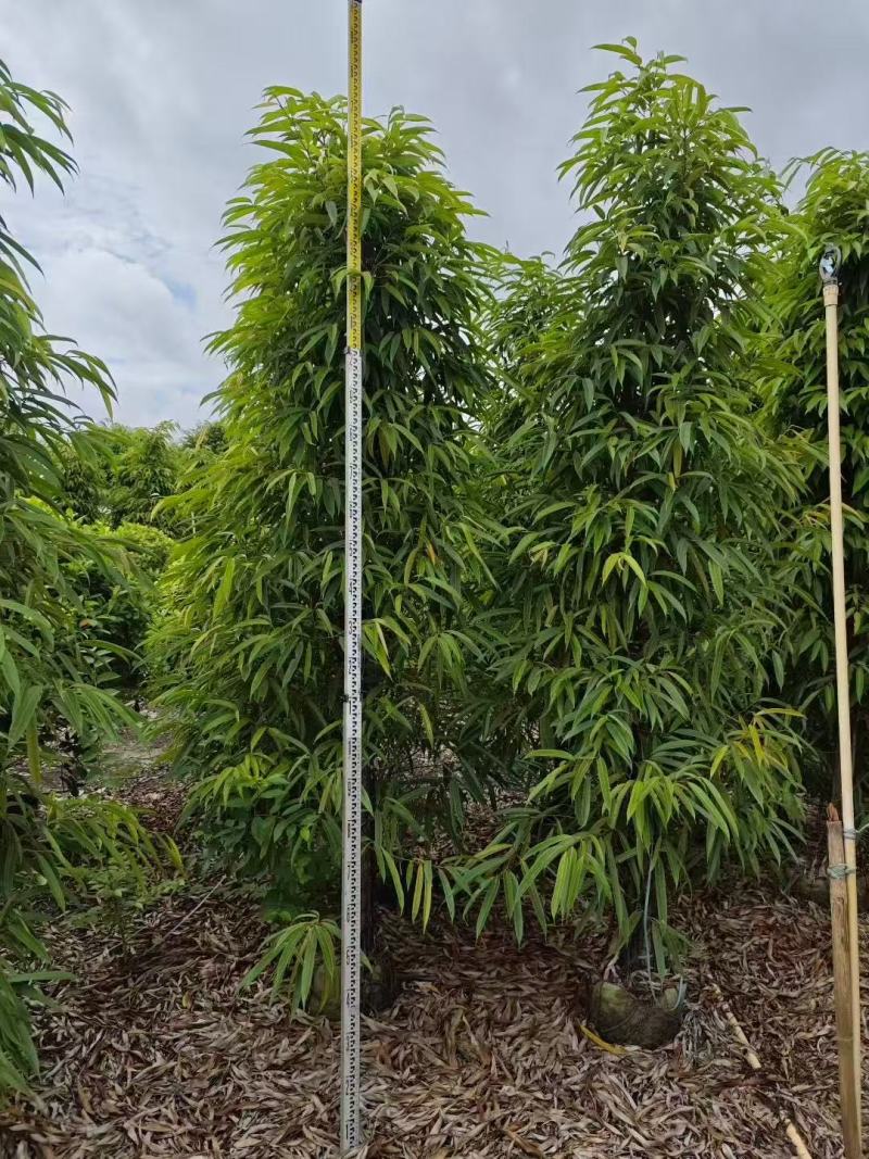 各规格柳叶榕长叶榕基地大量出售