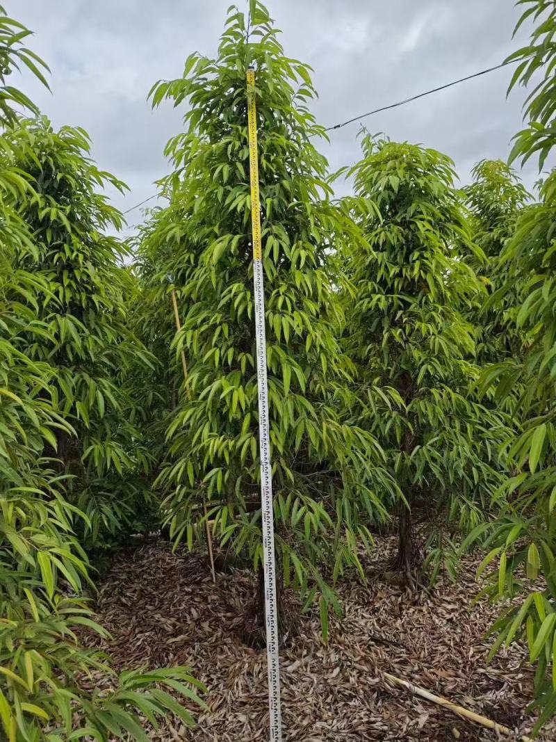 各规格柳叶榕长叶榕基地大量出售