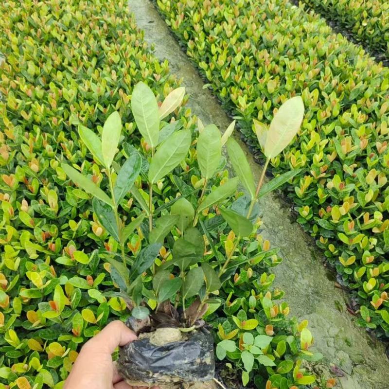 各规格龙船花基地大量出售