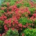 各规格龙船花基地大量出售