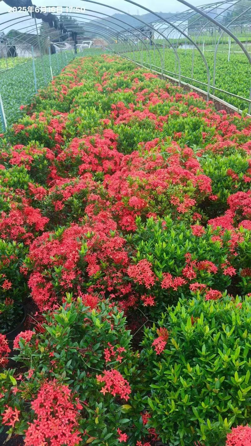 各规格龙船花基地大量出售