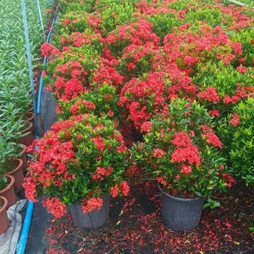 各规格龙船花基地大量出售