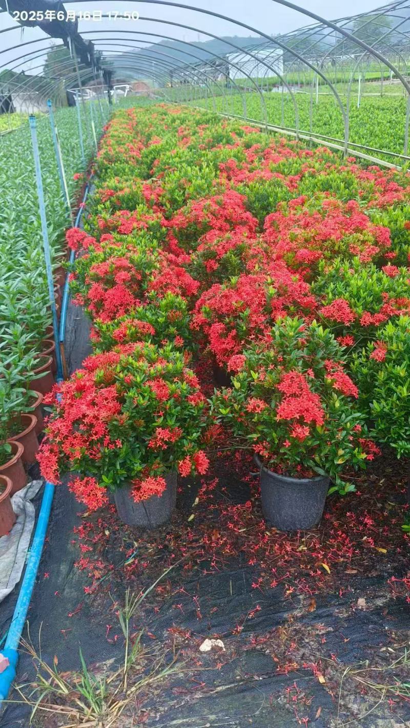 各规格龙船花基地大量出售