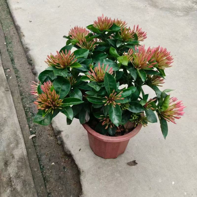各规格龙船花基地大量出售