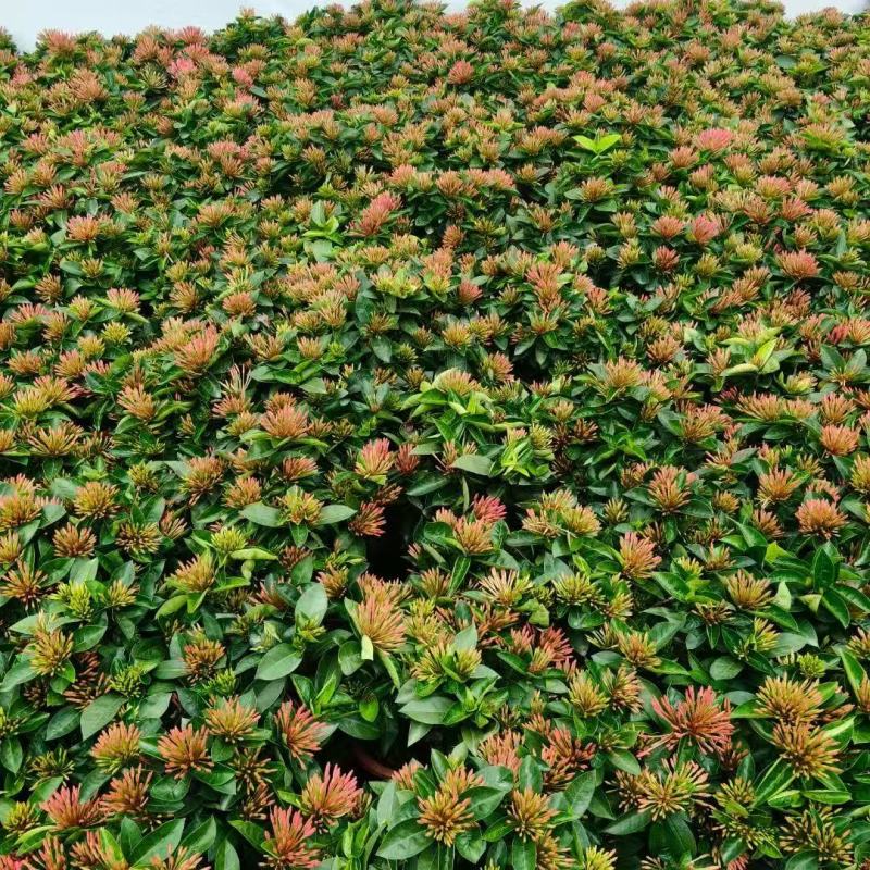 各规格龙船花基地大量出售