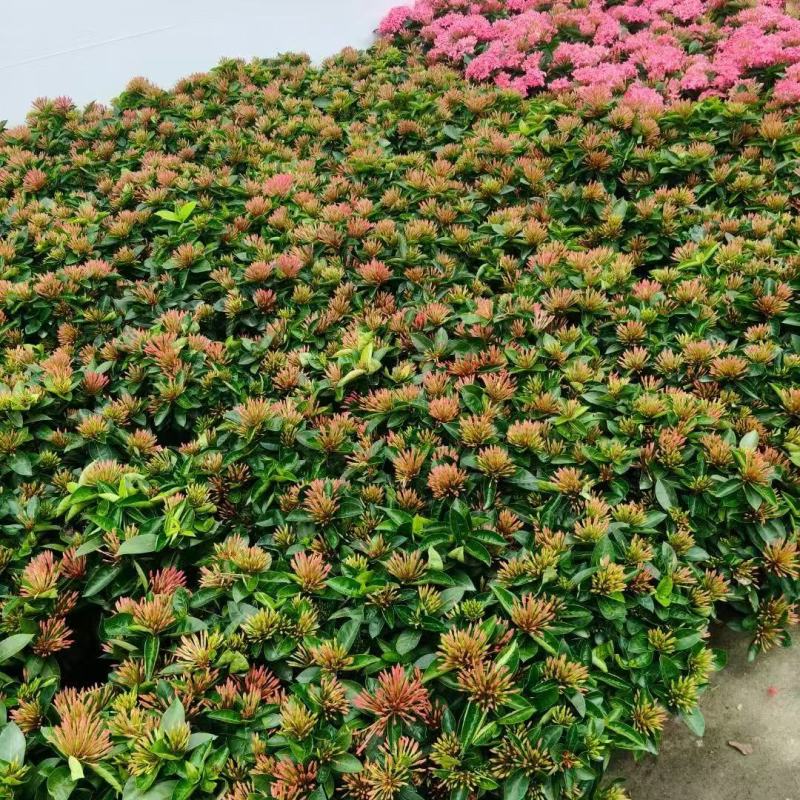 各规格龙船花基地大量出售