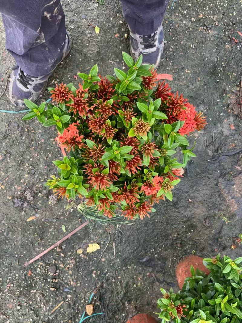 各规格龙船花基地大量出售