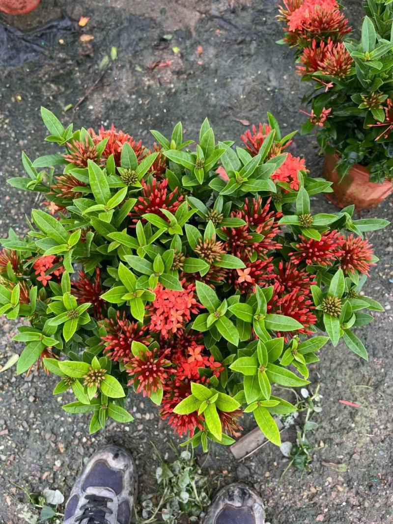 各规格龙船花基地大量出售