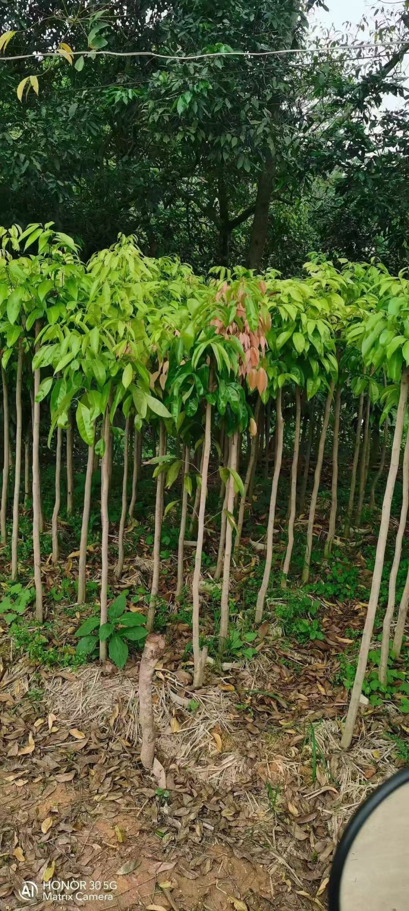各规格龙眼树桂圆树，供应