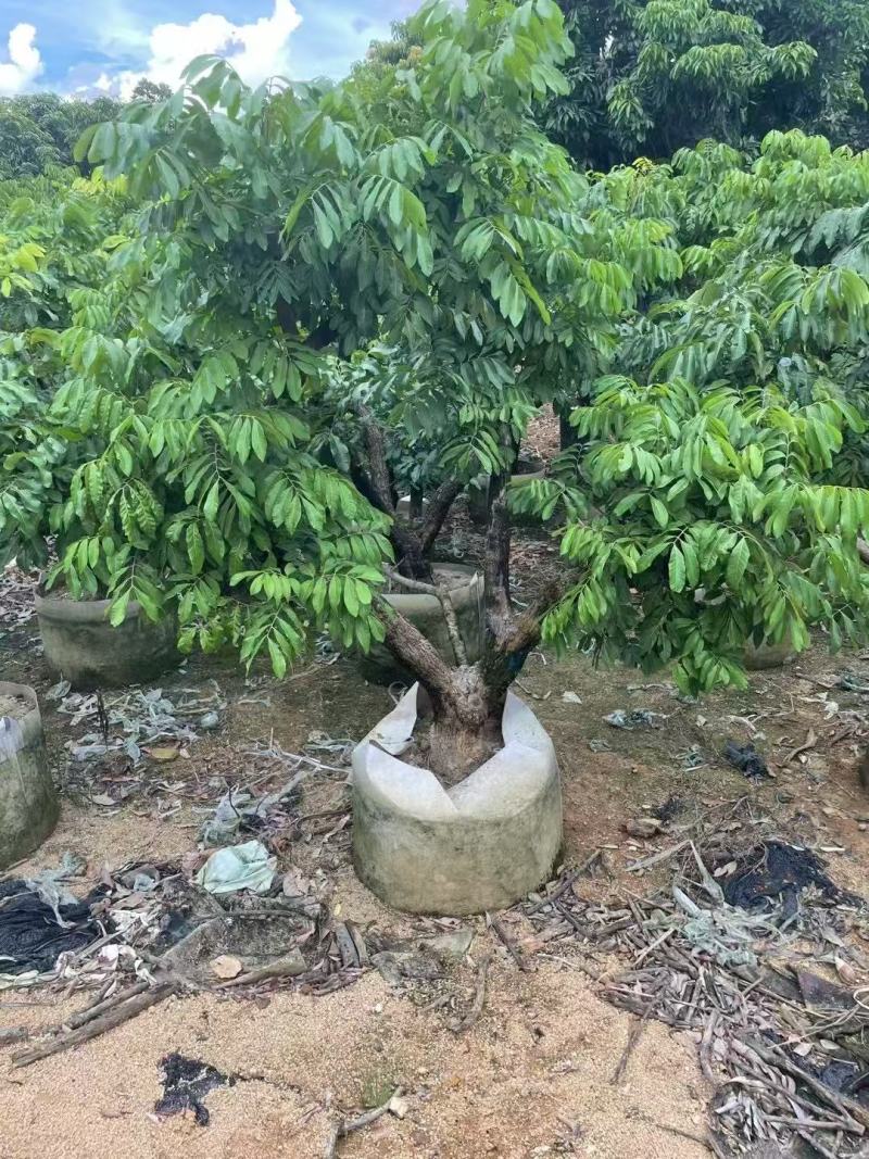 各规格龙眼树桂圆树，供应