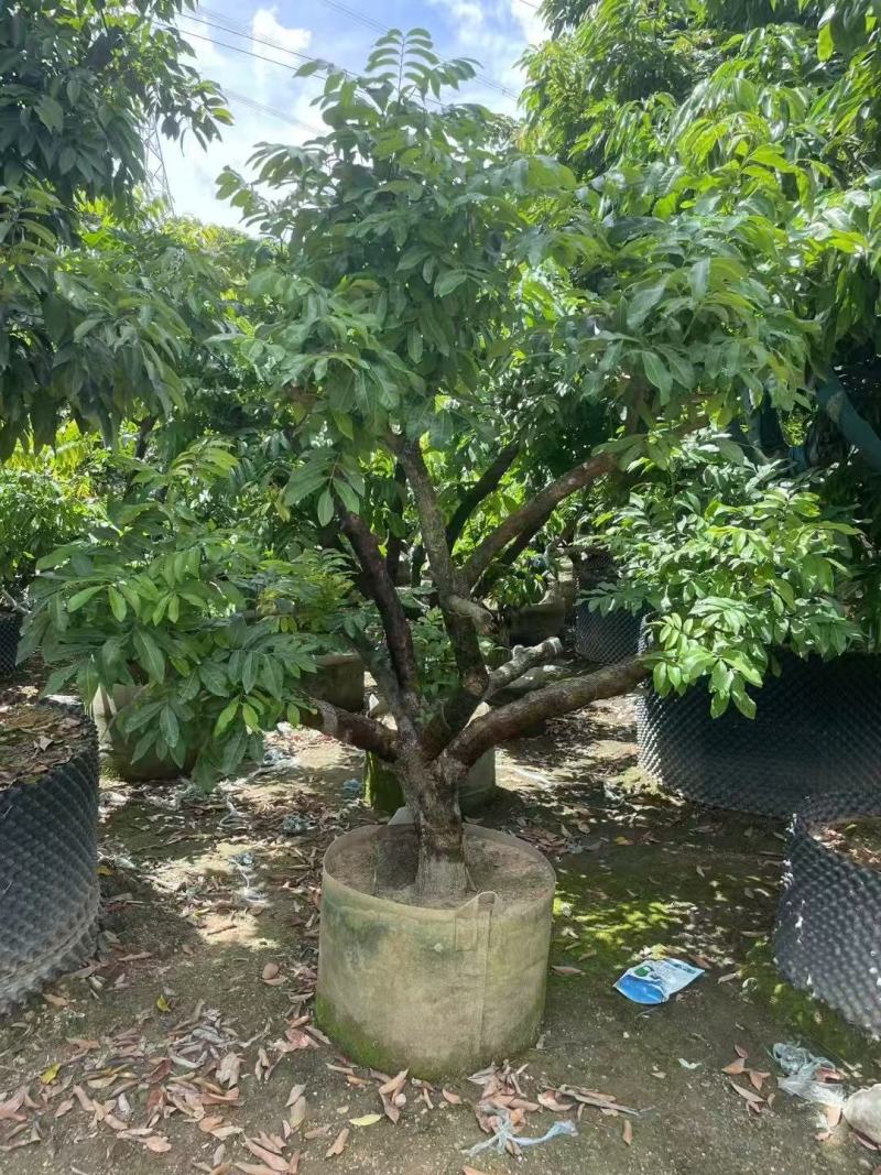 各规格龙眼树桂圆树，供应