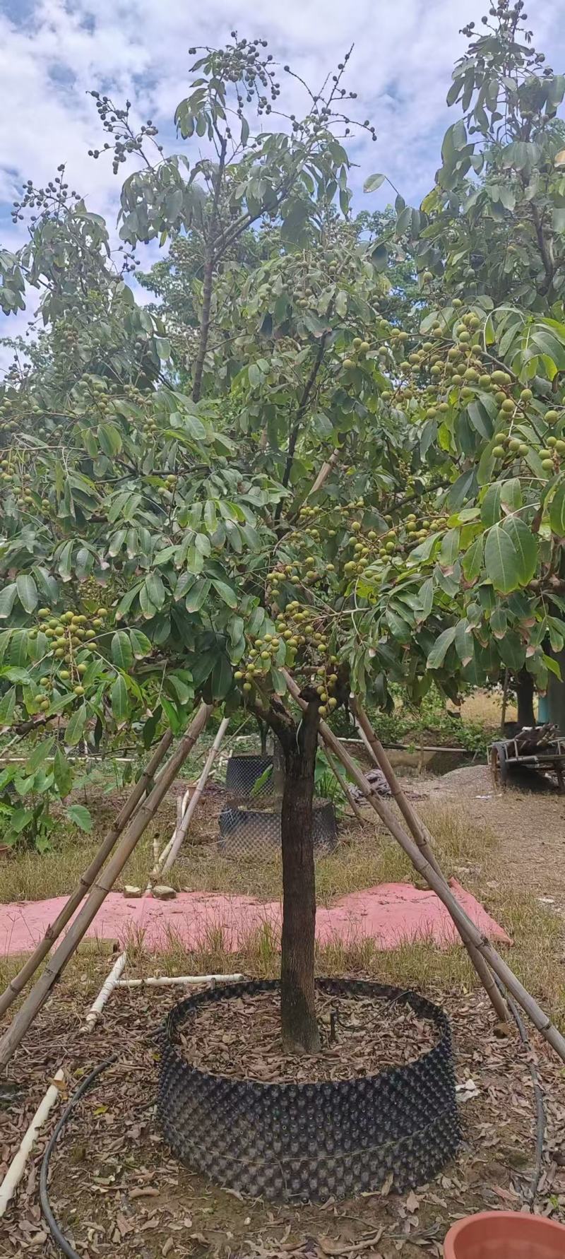 各规格龙眼树桂圆树，供应