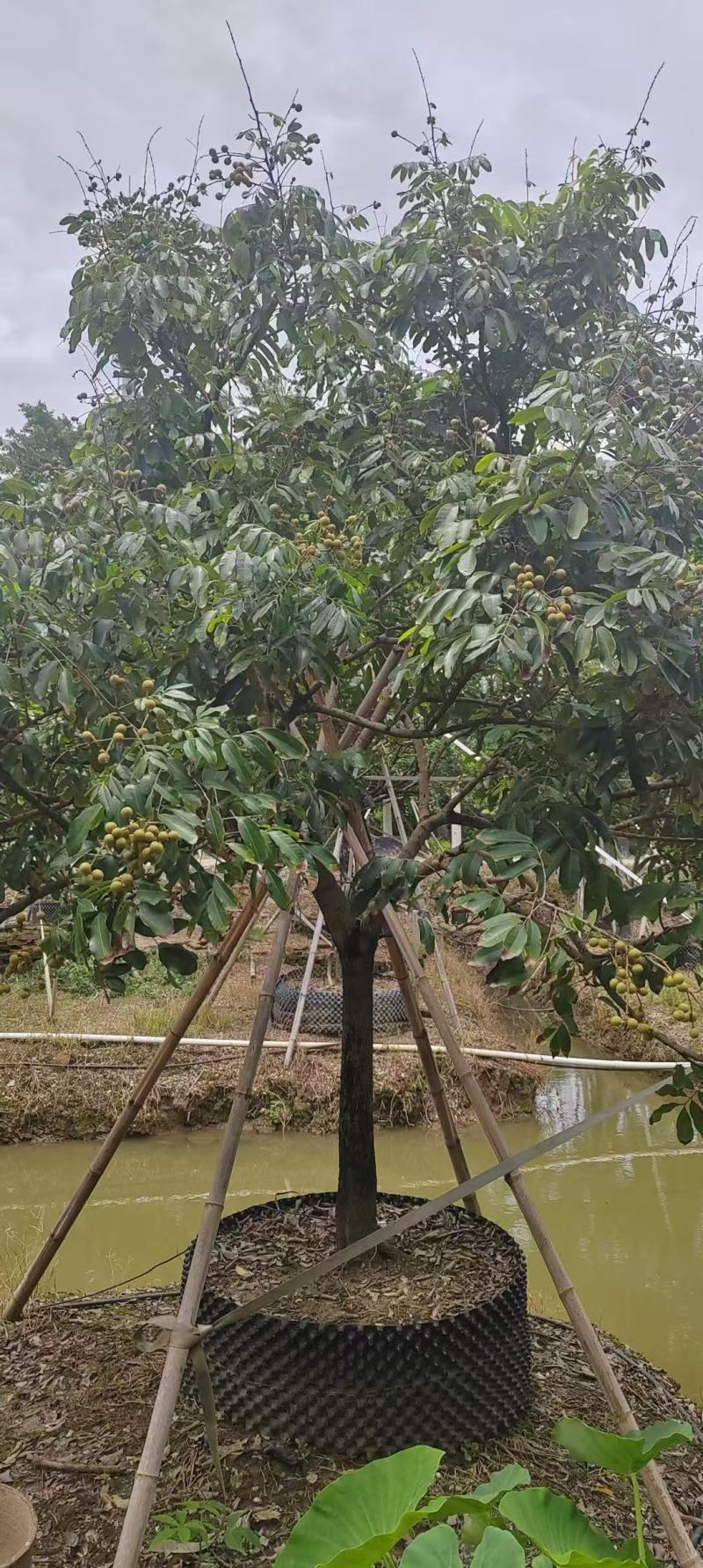 各规格龙眼树桂圆树，供应