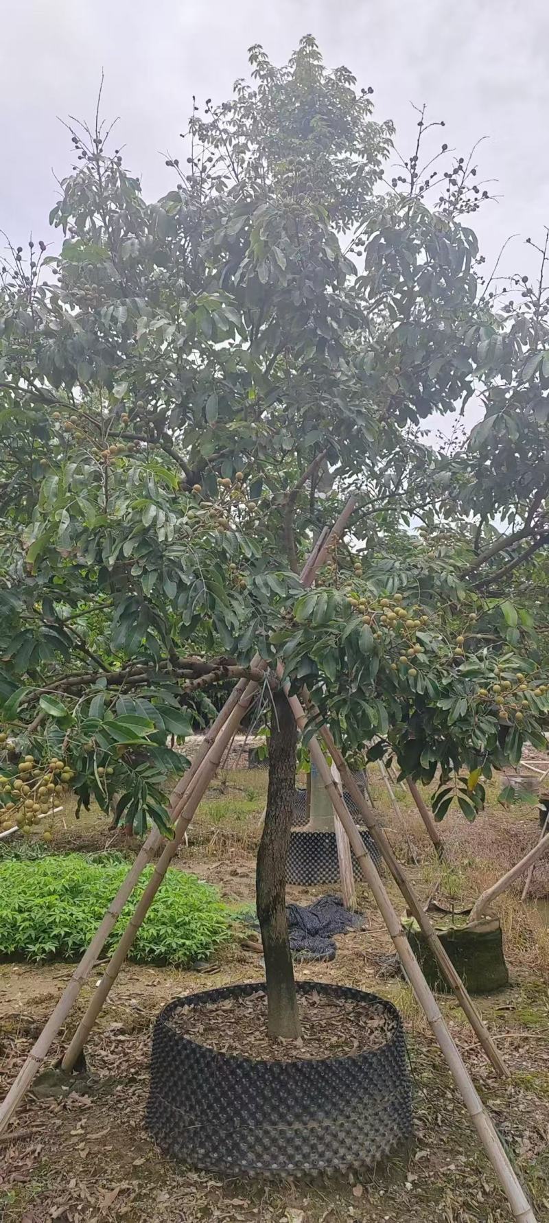 各规格龙眼树桂圆树，供应