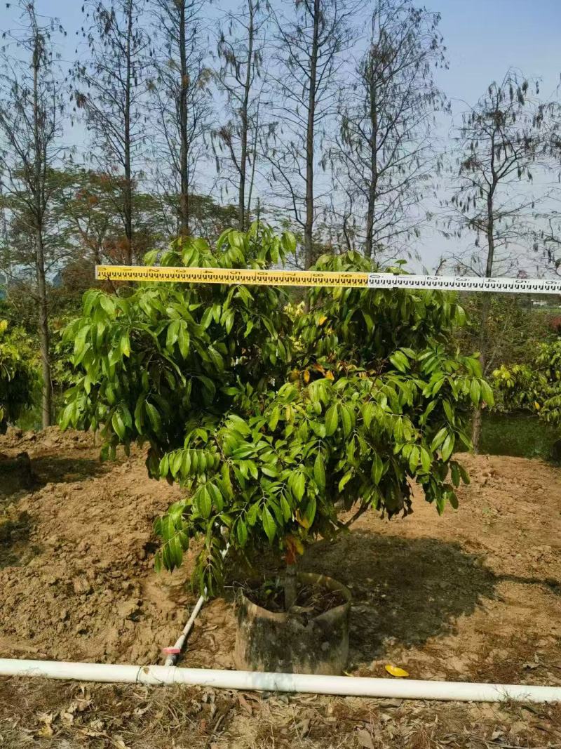 各规格龙眼树桂圆树，供应