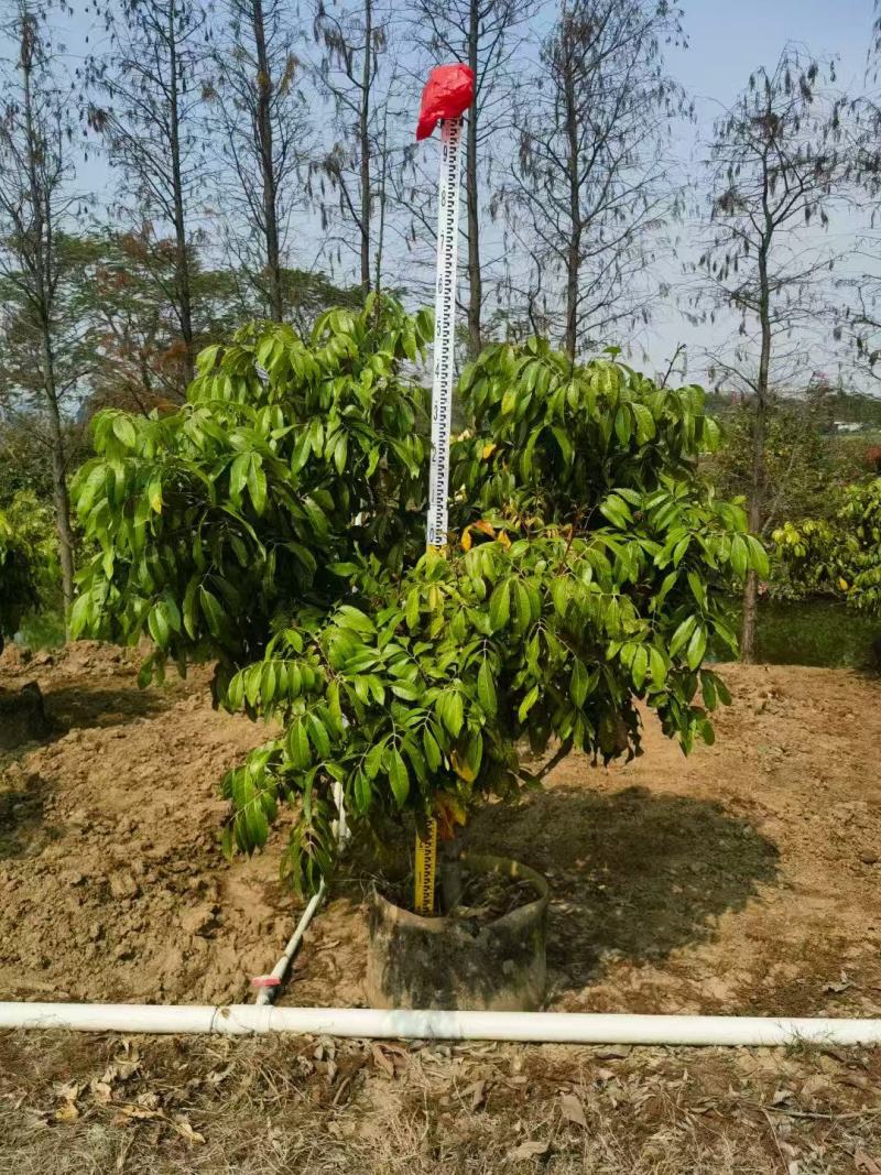 各规格龙眼树桂圆树，供应