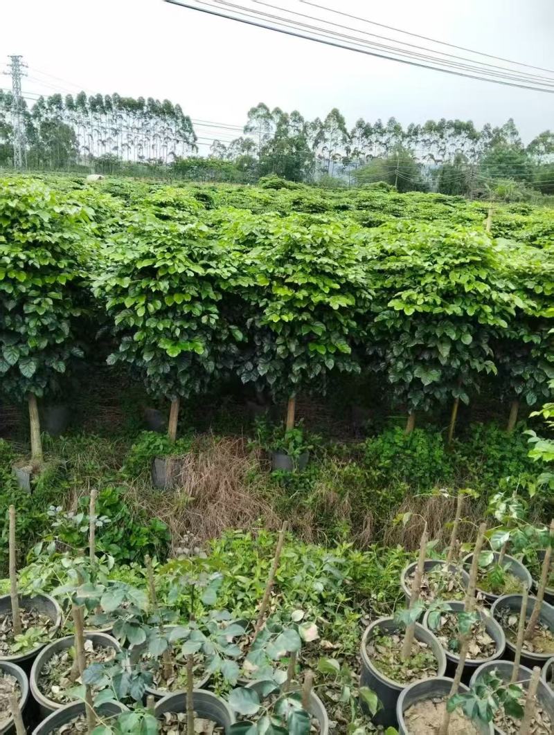 各规格绿宝树大量供应