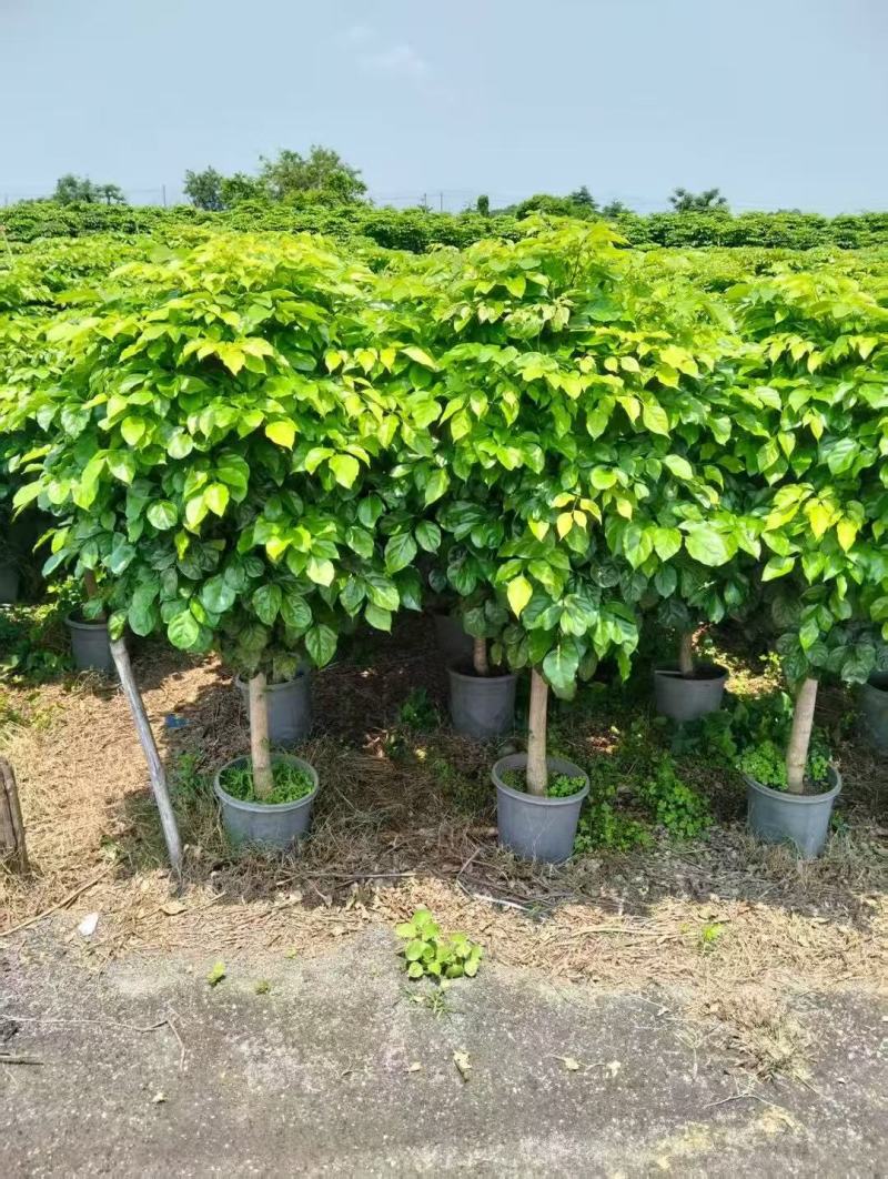 各规格绿宝树大量供应