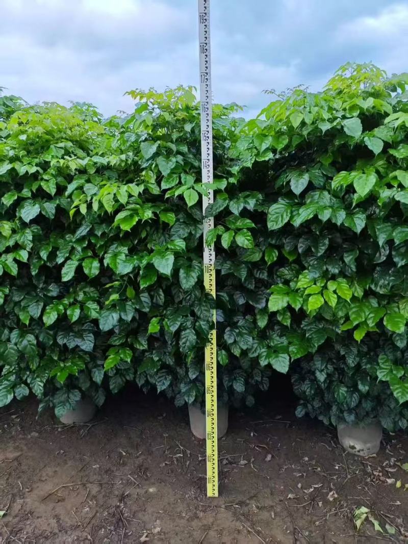 各规格绿宝树大量供应
