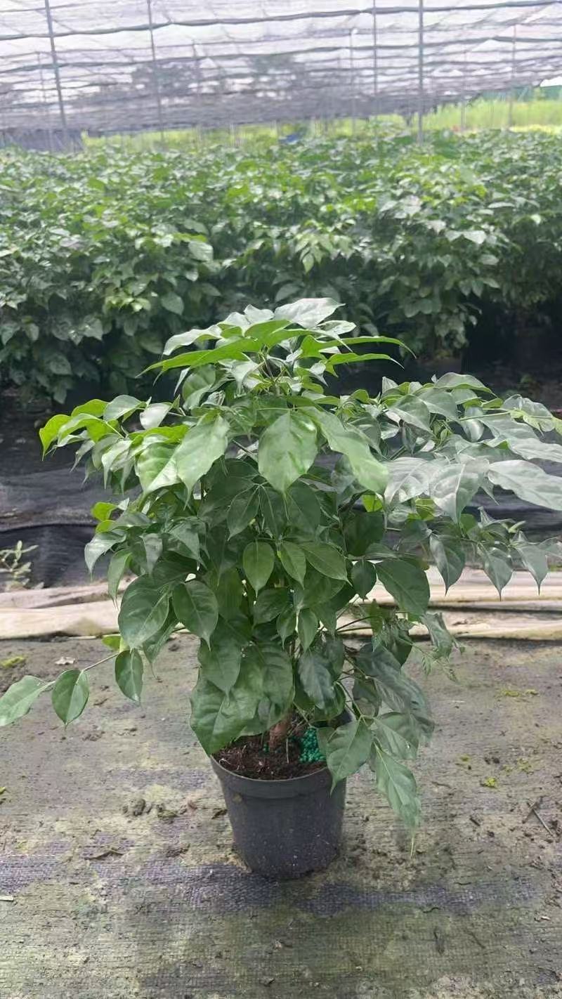 各规格绿宝树大量供应