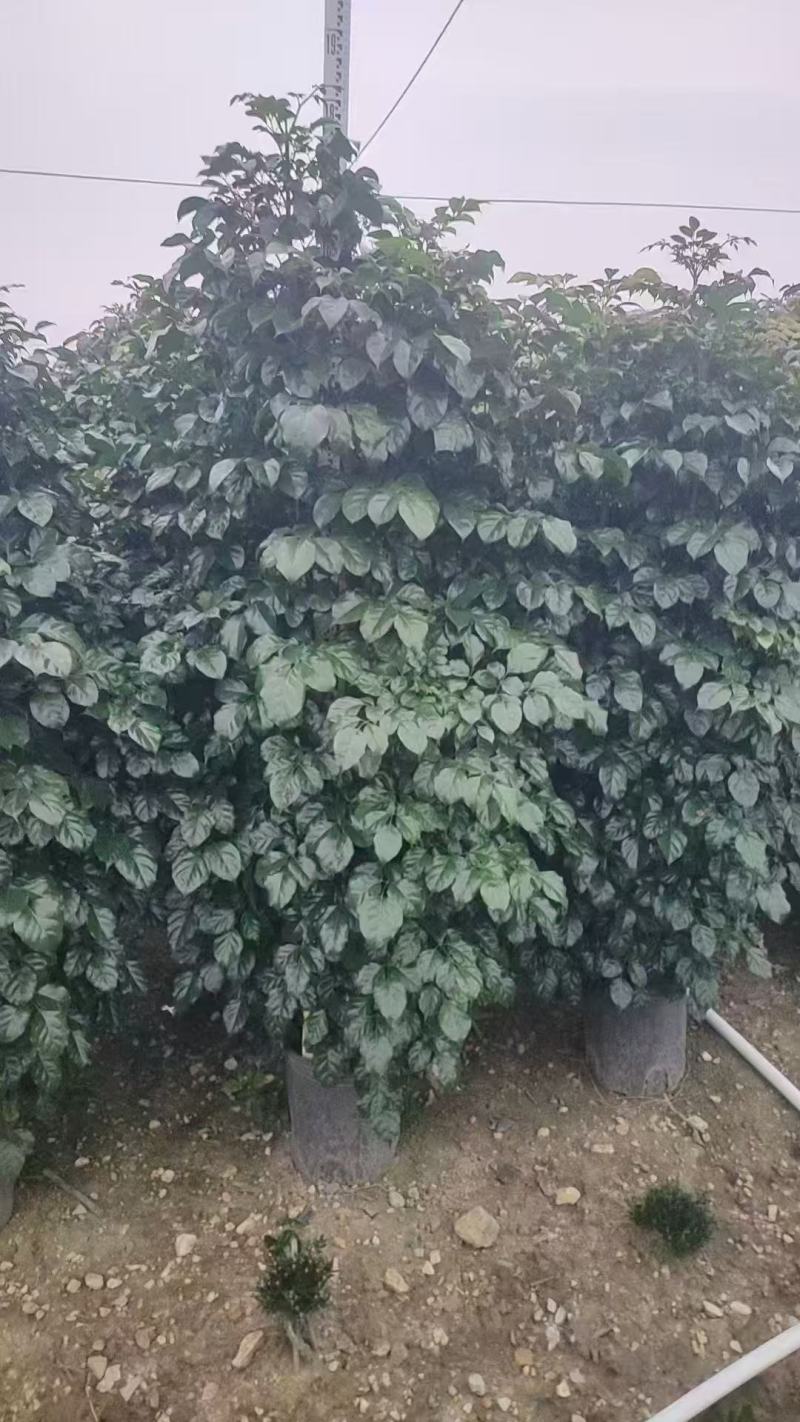 各规格绿宝树大量供应