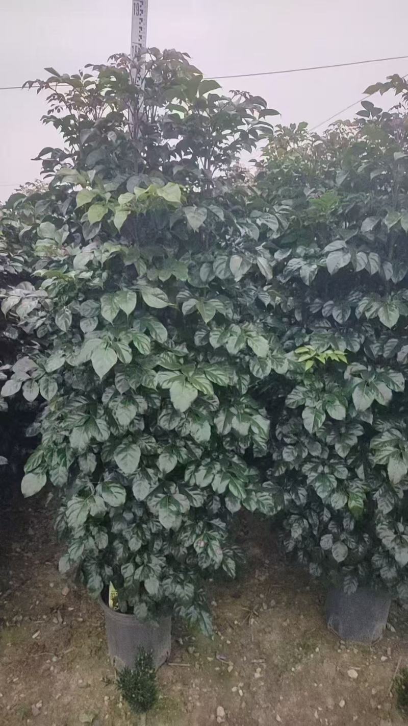 各规格绿宝树大量供应