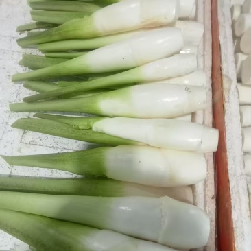 【茭白】广东美人茭基地直供质量保证货源充足全国发货