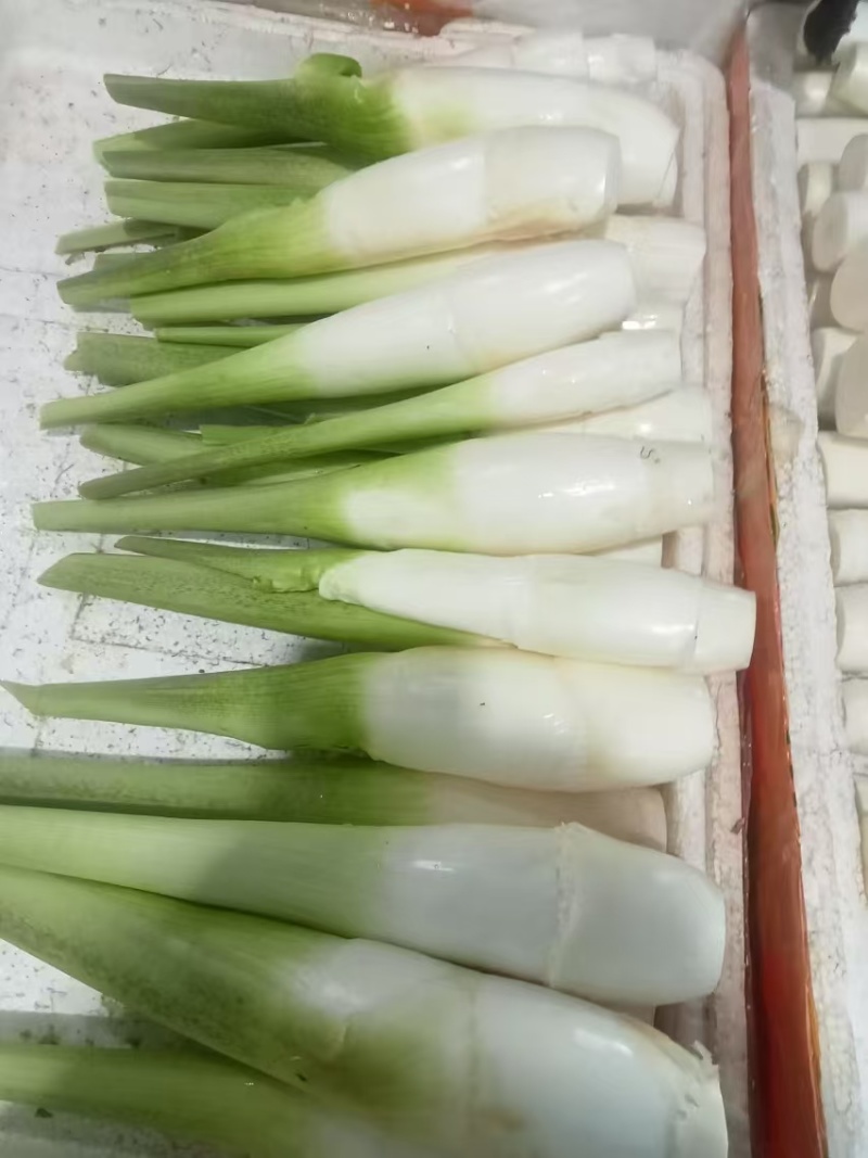 【茭白】广东美人茭基地直供质量保证货源充足全国发货