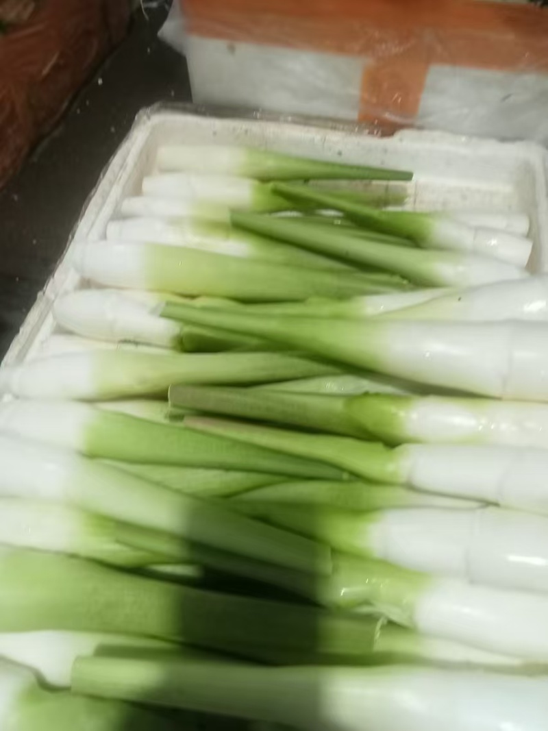 【茭白】广东美人茭基地直供质量保证货源充足全国发货