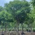 各规格麻楝供应