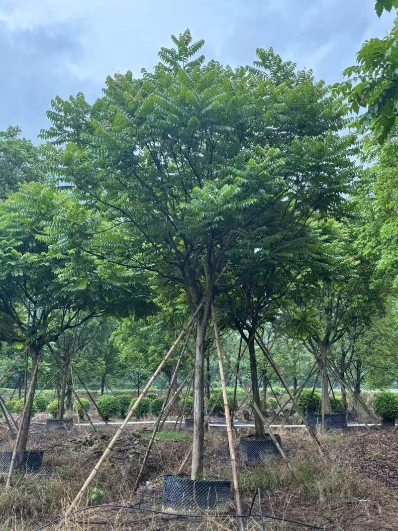 各规格麻楝供应