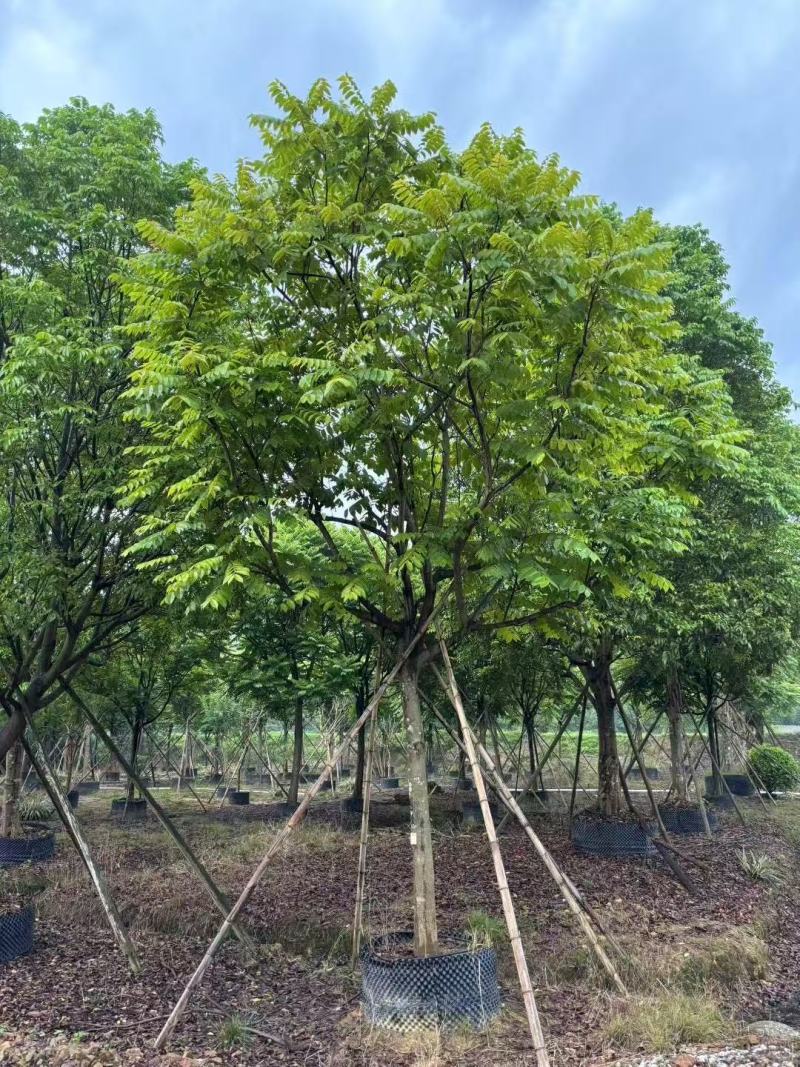 各规格麻楝供应