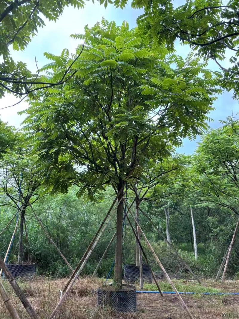 各规格麻楝供应