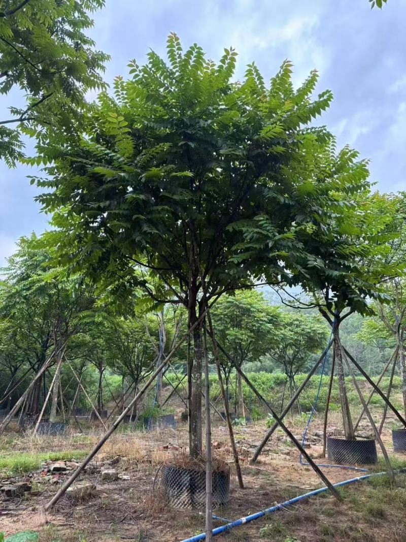 各规格麻楝供应