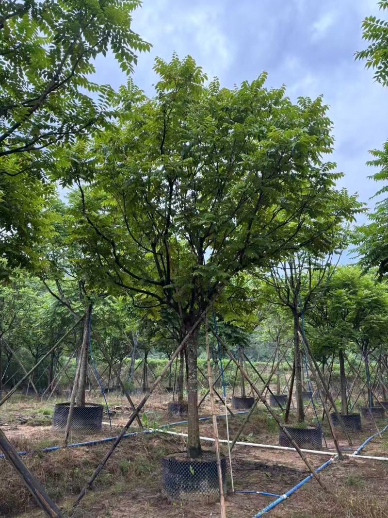 各规格麻楝供应